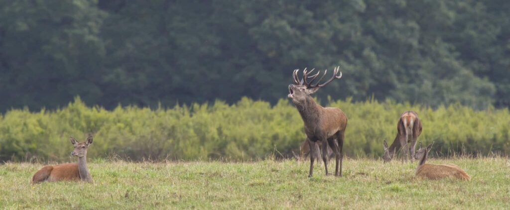 Brame du cerf en forêt de Compiègne