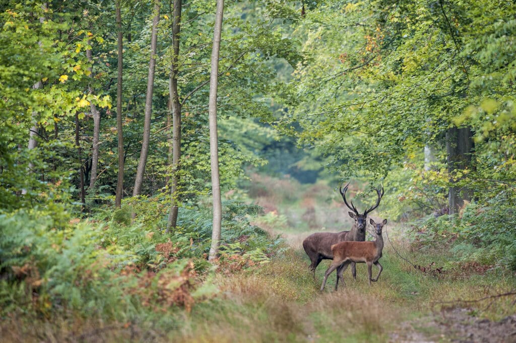 Brâme du cerf - Compiegne