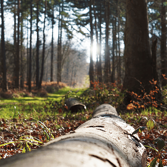 Foret de La Neuville en Hez - Balade de Hez - Hiver - Automne