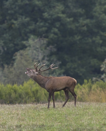 Brame du cerf en forêt de Compiègne