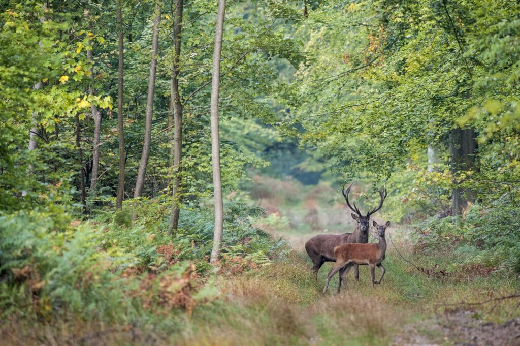 Brame du cerf en forêt de Compiègne