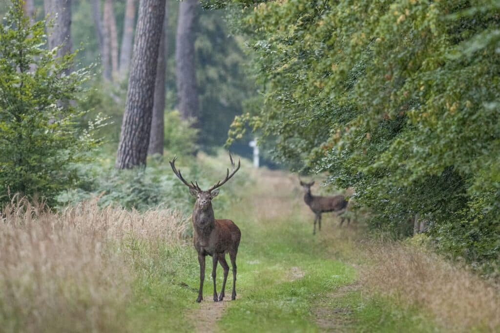 Brame du cerf en forêt de Compiègne