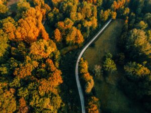 Forêt de Compiègne