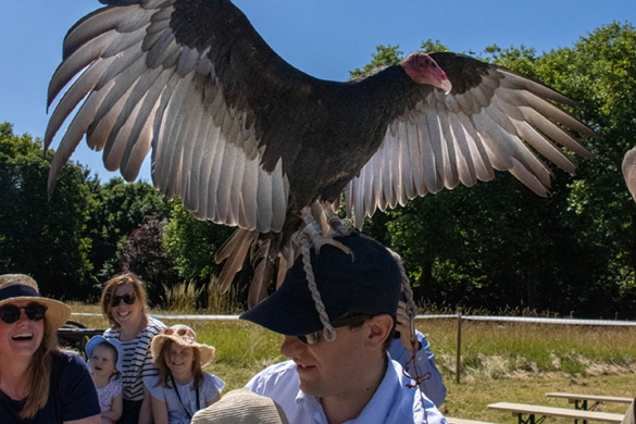 Fauconnerie à l'abbaye de Chaalis