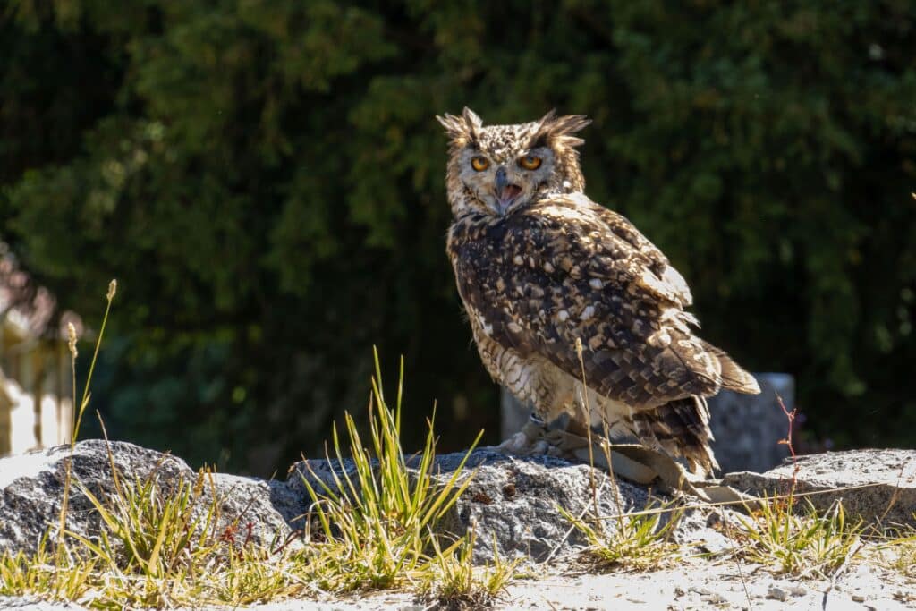 Fauconnerie à Chaalis